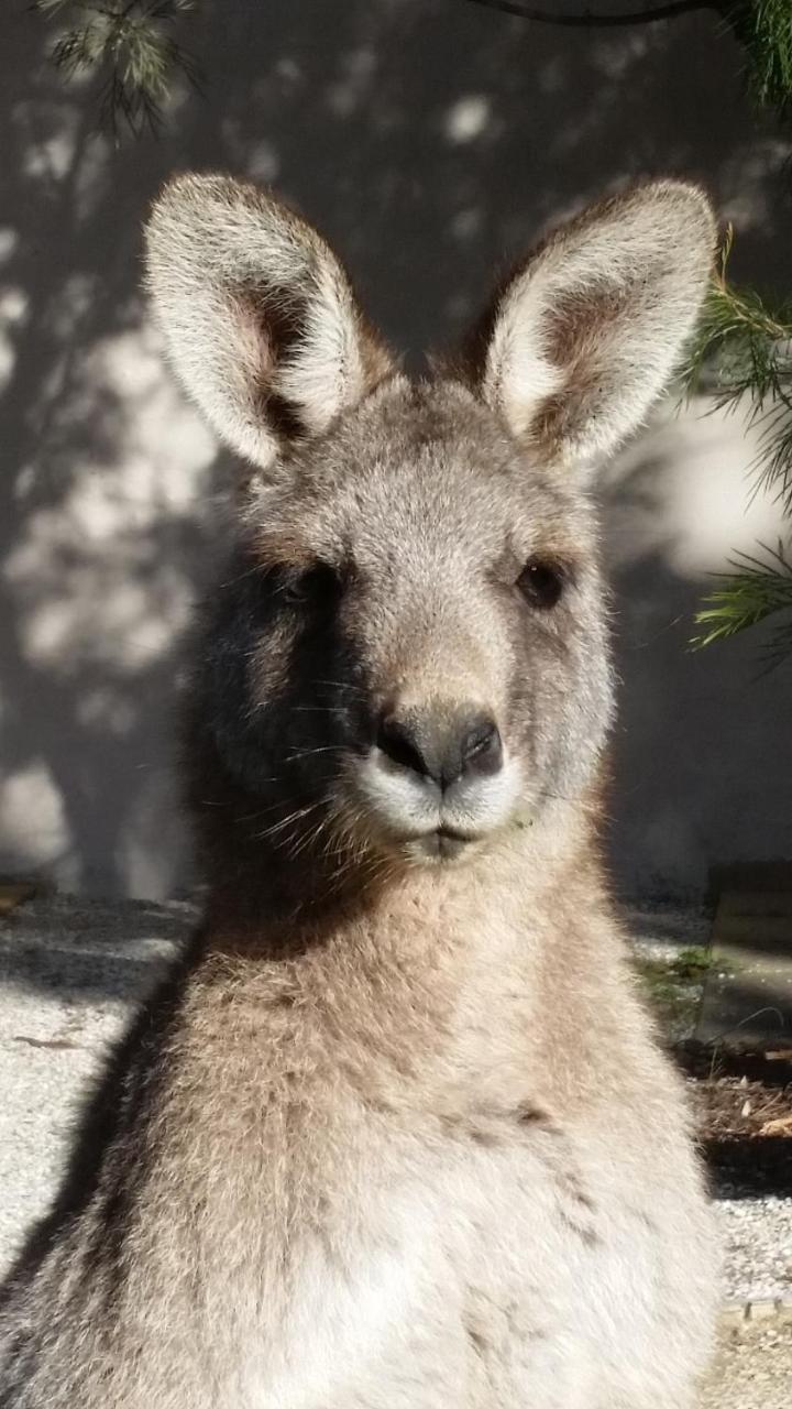 Yha Grampians Eco, 홀스갭 외부 사진